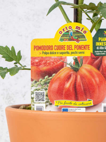 Tomate injertado Corazón de Buey 'Cuoremio' F1 - Planta de huerto