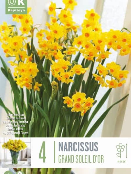 Bulbos de Narcissus tazetta 'Grand Soleil d'Or'
