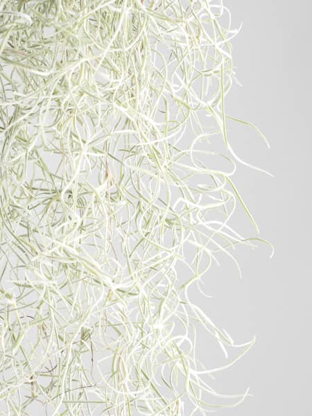 Tillandsia usneoides