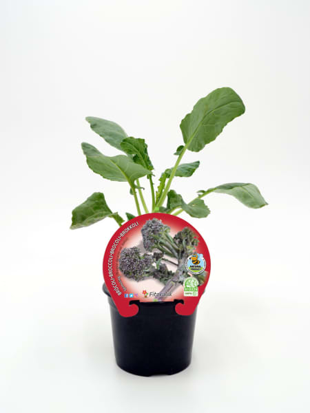 Brócoli esparragado (sprouting) - Planta de huerto