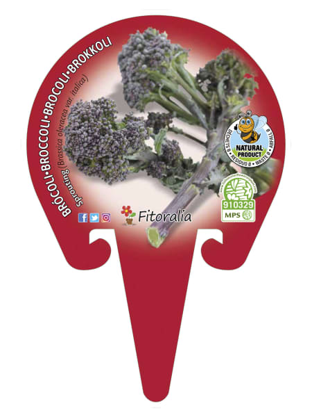 Brócoli esparragado (sprouting) - Planta de huerto