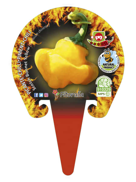 Picante scotch bonnet yellow - Planta de huerto