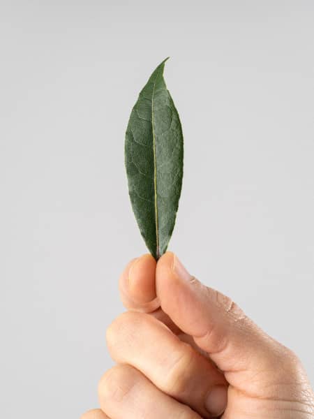 Laurel (laurus nobilis) - Planta aromática