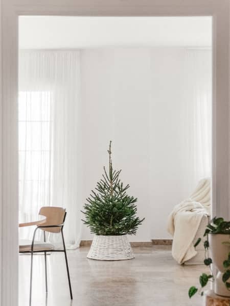 Árbol de Navidad Natural Excelsa (semi-enraizado)