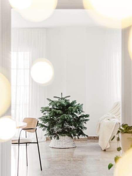 Árbol de Navidad Natural Nordmanniana Mini (enraizado)