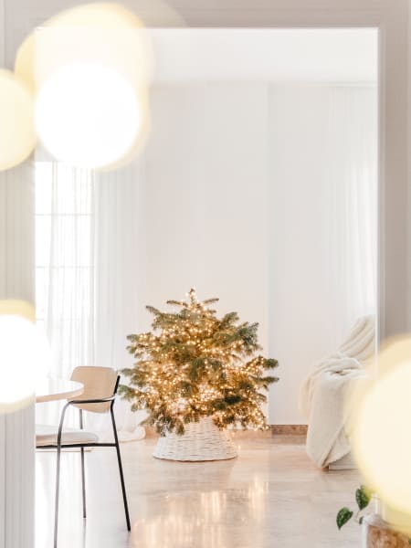 Árbol de Navidad Natural Nordmanniana Mini (enraizado)