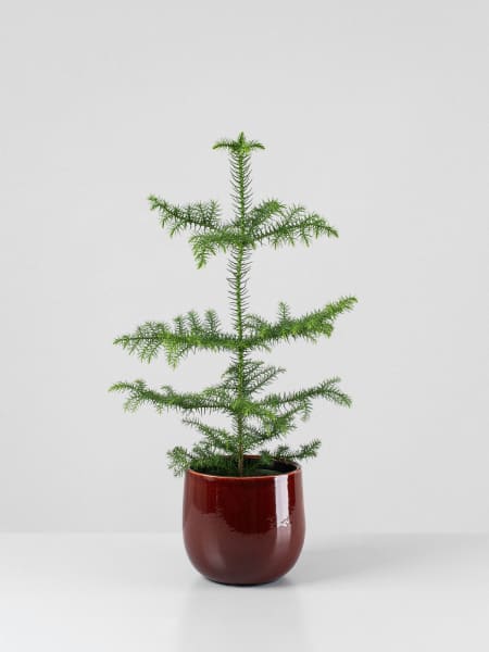 Araucaria heterophylla