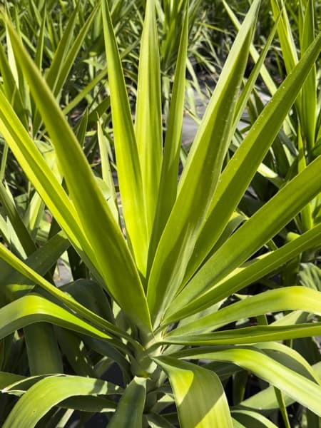 Yucca Elegans