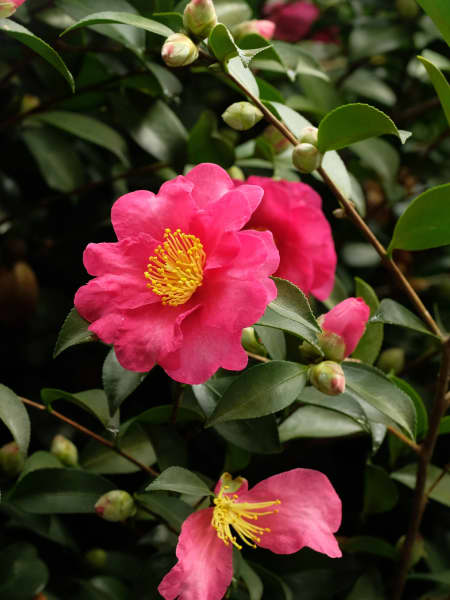 Camelia de Navidad (Sasanqua)