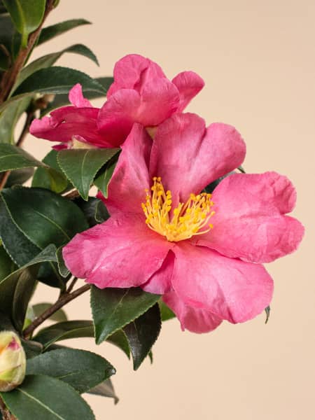 Camelia de Navidad (Sasanqua)