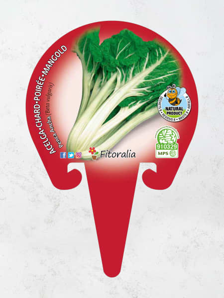 Acelga Verde - Planta de huerto