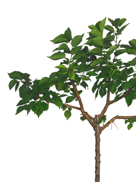 Albaricoquero enano (Prunus armeniaca nana)