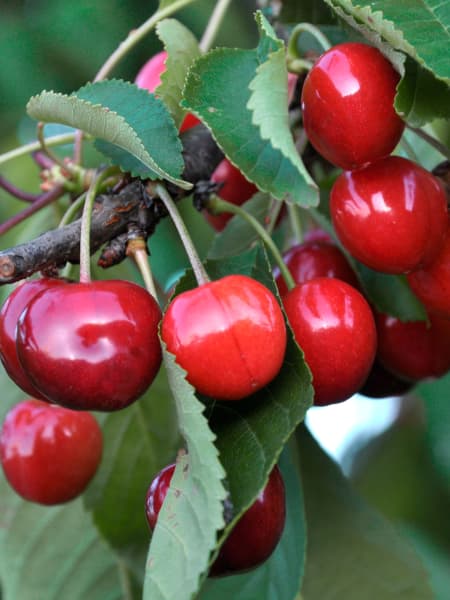 Cerezo enano (Prunus avium nana)