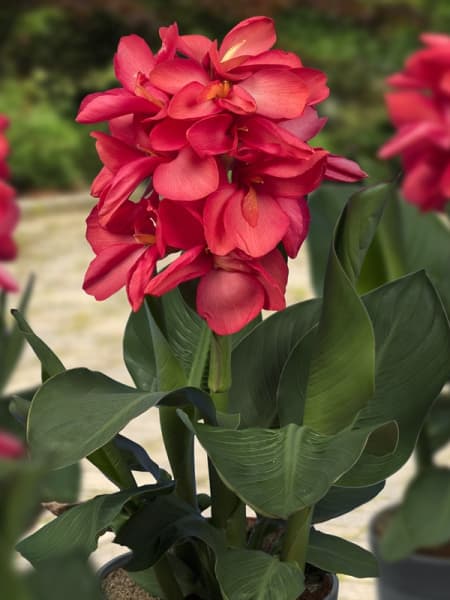 Canna rosa - Planta palustre de estanque