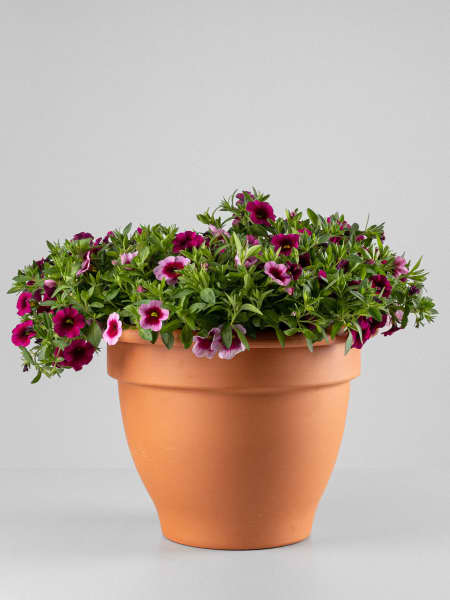 Calibrachoa