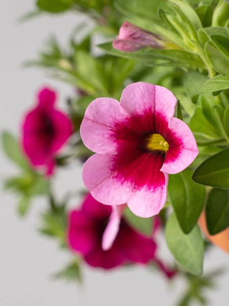 Calibrachoa