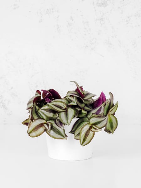 Tradescantia zebrina Mini