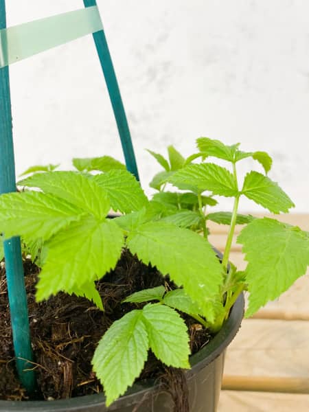 Frambuesa Roja 'Heritage' (Rubus idaeus)