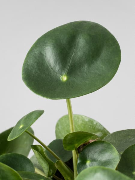 Pilea peperomioides