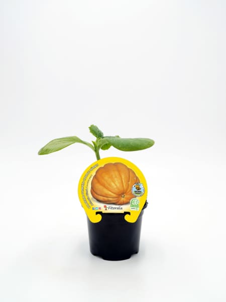 Calabaza gigante 'Atlantic Giant' - Planta de huerto