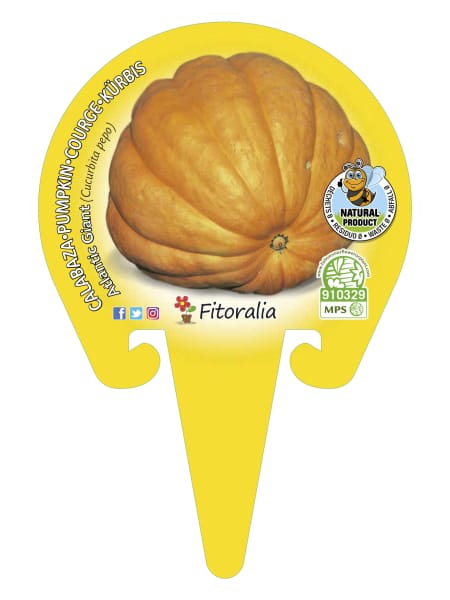 Calabaza gigante 'Atlantic Giant' - Planta de huerto