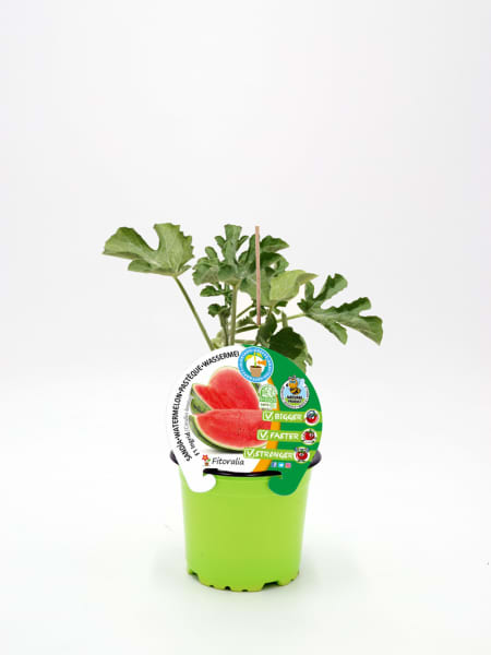 Sandía Injertada F1 Ingrid - Planta de huerto