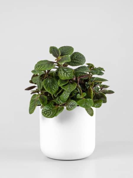Plectranthus ciliatus (Planta del Dinero)