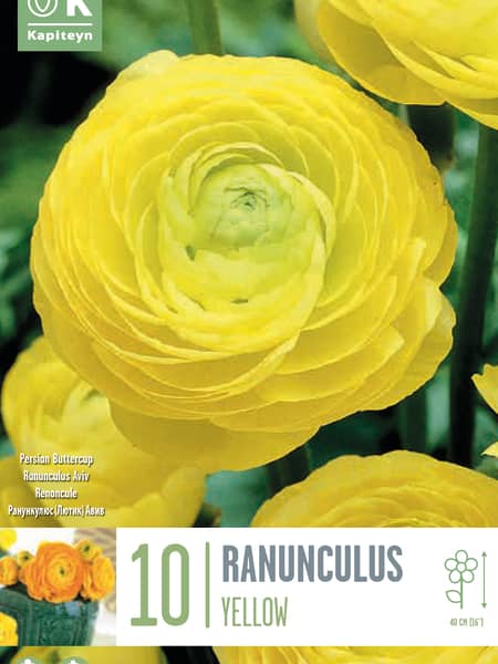 Bulbos de Ranunculus asiaticus 'Aviv Yellow'