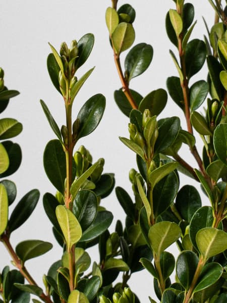 Boj arbusto (Buxus microphylla 'Faulkner')