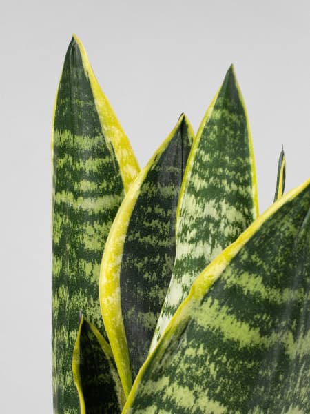 Sansevieria trifasciata 'Futura Superba'