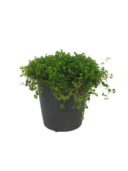Soleirolia soleirolii (Helexine)