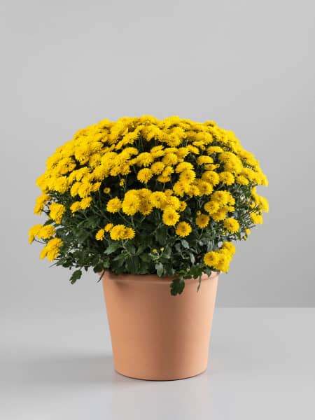 Crisantemo de Bola Amarillo