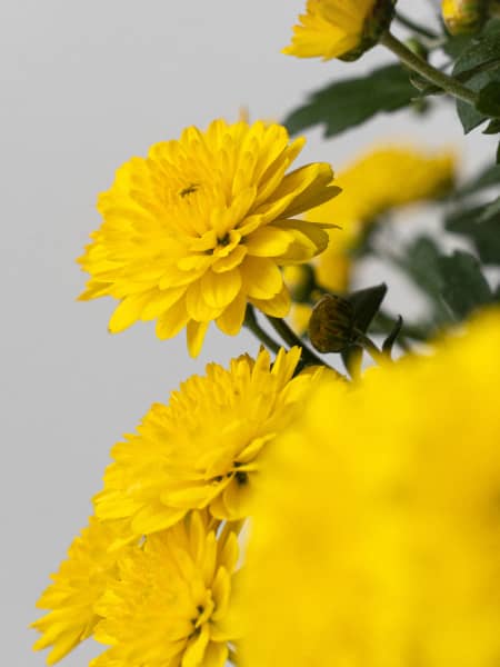 Crisantemo de Bola Amarillo