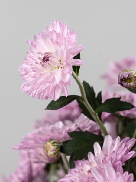 Crisantemo de Bola Rosa