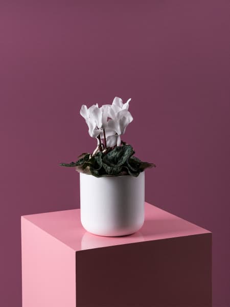 Cyclamen 'Super Serie Allure' blanco