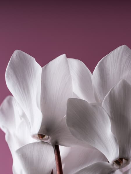 Cyclamen 'Super Serie Allure' blanco
