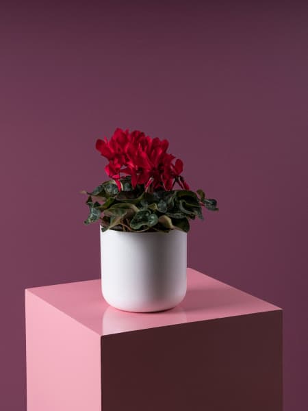 Cyclamen 'Super Serie Allure' rojo