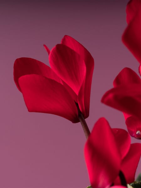 Cyclamen 'Super Serie Allure' rojo