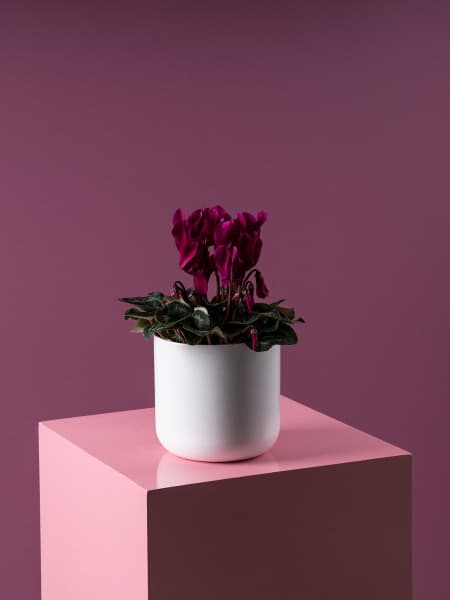 Cyclamen 'Super Serie Allure' morado