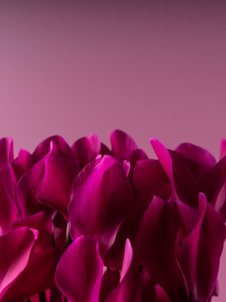 Cyclamen 'Super Serie Allure' morado