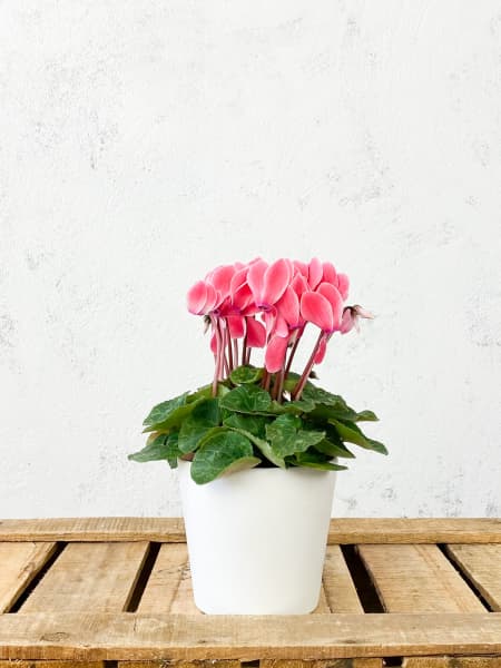 Cyclamen flameado