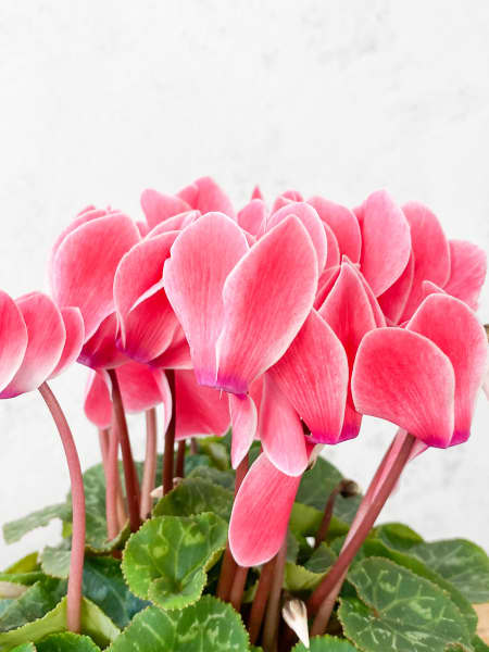 Cyclamen flameado