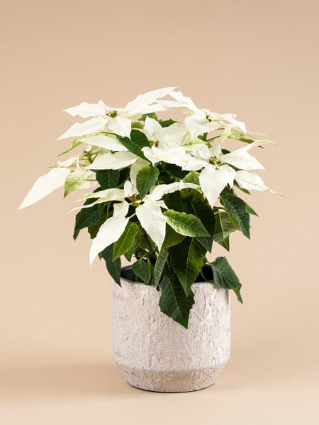 Flor de Pascua Blanca 'Princettia Pure White'