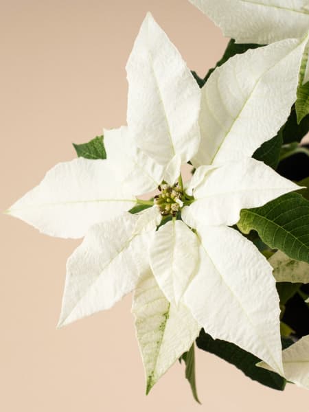 Flor de Pascua Blanca 'Princettia Pure White'