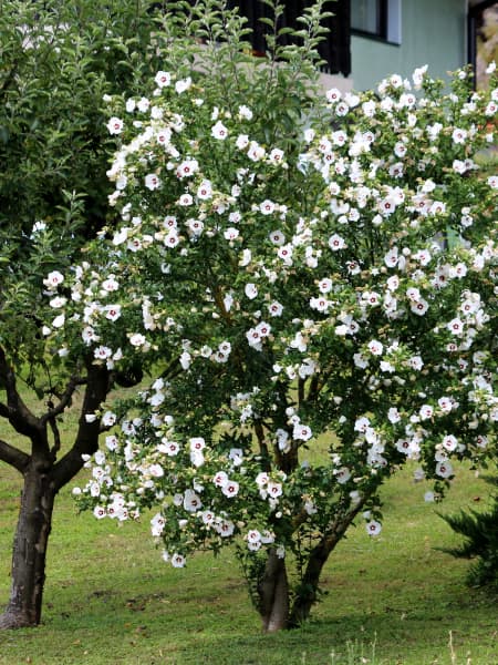 Hibiscus syriacus 'Red Heart'