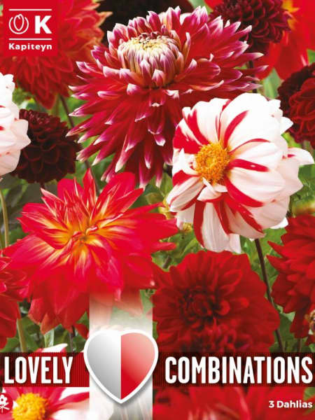 Bulbos de Dahlia 'Red and white Shades'