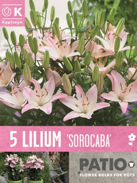 Bulbos Lilium lollypop 5uds