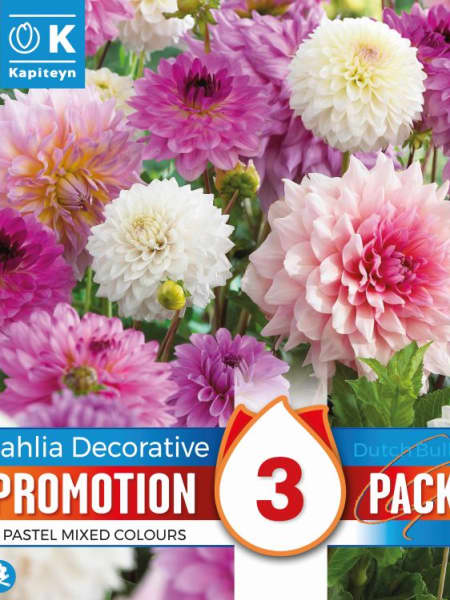 Bulbos de Dahlia decorativa Promotion Pack pastel mix