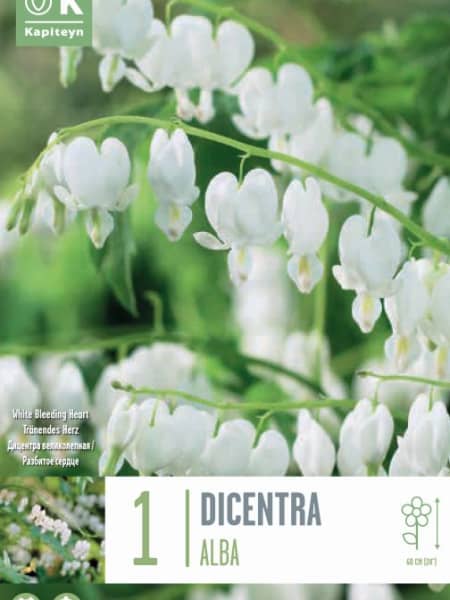Bulbos Dicentra spectabilis alba 1ud