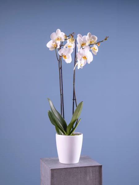 Orquídea Phalaenopsis 'Leeds'